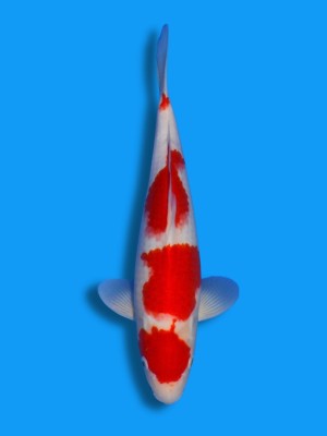 Kohaku | Koi&Co. Kohaku | Koi&Co.